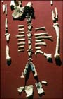 14,300 years old fossilized feces suggest earliest human presence in North America