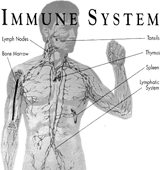 Immune System