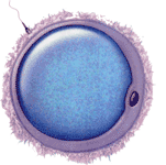Novel method of assessing women''s eggs may boost IVF success