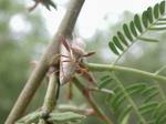Plants act as ‘green telephone lines’ for insects