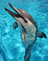 Kelly, the last dolphin in captivity in New Zealand, dies at 38 