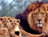 Lion Family