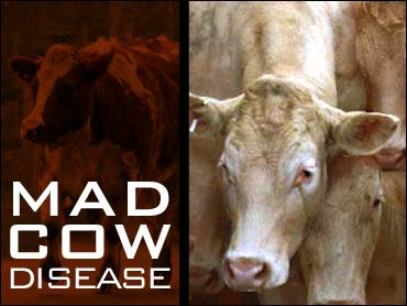 The Netherlands reports mad cow disease death 
