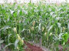 Germany to ban genetically modified maize 