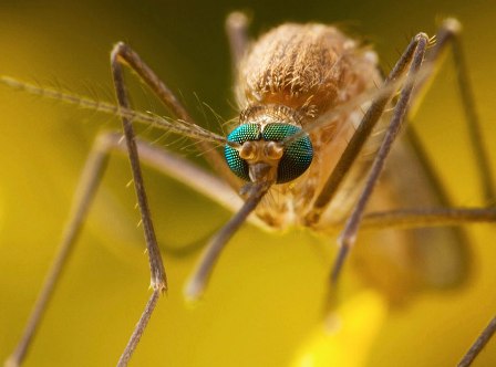 malaria-genes