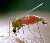 Malarial Mosquito