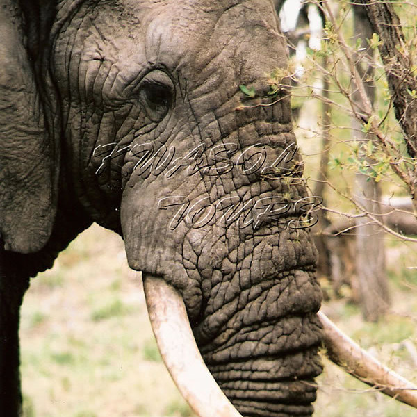 Migrating elephant from India kills 11 in Nepal