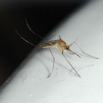mosquito