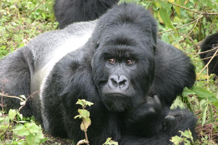 iPhone application will help the Congo Mountain gorillas