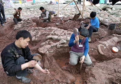 Garden stone turns out to be an 80-million-year-old fossil!