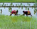 Bonus Announced On Paddy MPS By Govt 
