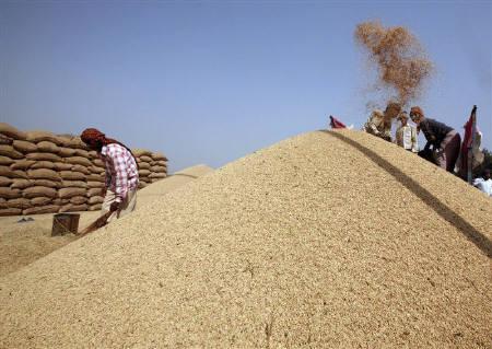 Punjab procures over 105 lakh tonne paddy
