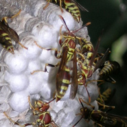 Standing out in crowd better than blending in, claims wasps study
