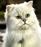 pet_cat