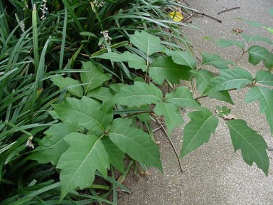 Plants can recognize their siblings