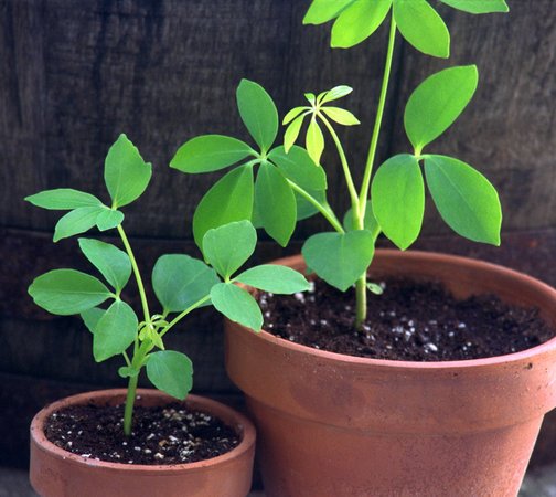 One of world’s most invasive plants provokes native plant to “take itself out”