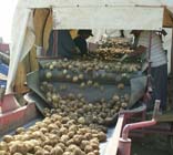 Burdwan farmer commits suicide despite bumper potato yield