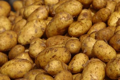 Surplus spuds will be dumped by Idaho farmers to make way for new crop