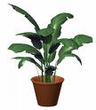 Potted Plants