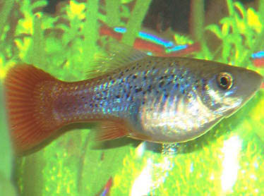 Fish during pregnancy, longer breastfeeding key to infants’ development