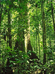 Rain Forests