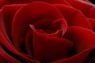 Indian Rose industry doing well