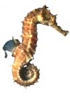 Sea Horse