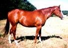 Man gets 3-year jail term for having sex with horse