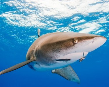 Micronesian islands declare safe areas for sharks 