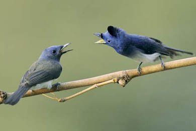 Serenading females gives male birds a ''high''