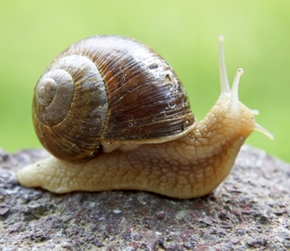 Snail shells increase dramatically in size in less than 100 years