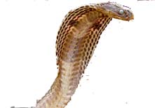 Snakes can hear through their jaws