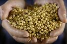 Genetically Modified Soya Bean Can Cut Heart Attack Risk