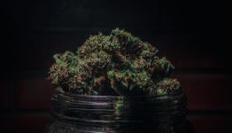 What’s the Difference Between THC and THCa?