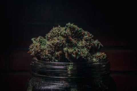 What’s the Difference Between THC and THCa?