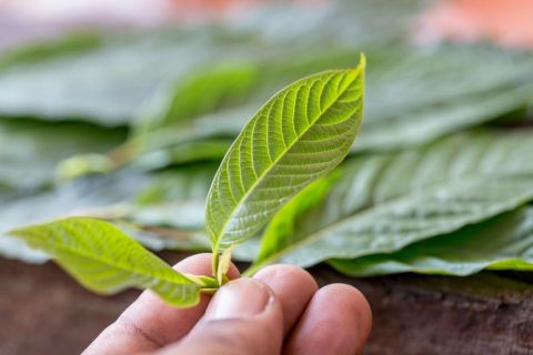 What Is Kratom Made From?