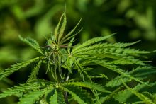 Which Marijuana Strain Makes You Paranoid? Factors and Tips to Consider