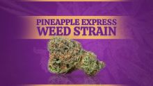 Pineapple Express Weed Strain Information and HONEST Reviews (2025)