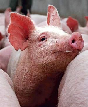 Britain investigates three possible cases of swine flu