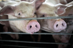 Five Austrians fall ill with possible swine flu