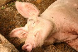 Taiwan on full alert against swine flu outbreak 