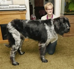 US woman claims her 7-foot-long pooch is world’s tallest dog
