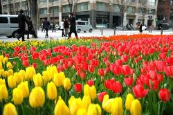 Tulips entered Europe 500 years earlier than thought, study says 