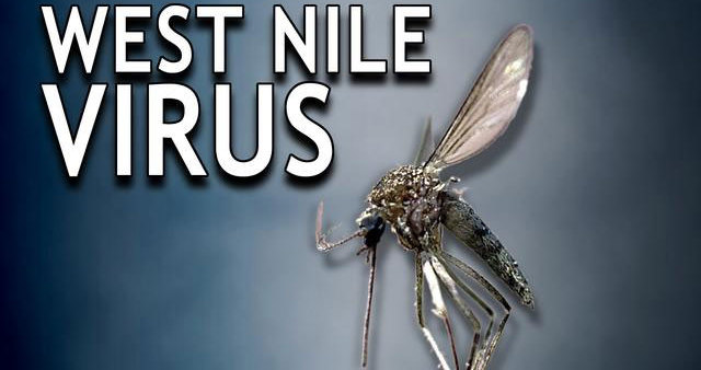 West Nile virus has reached Austria, virologist says 