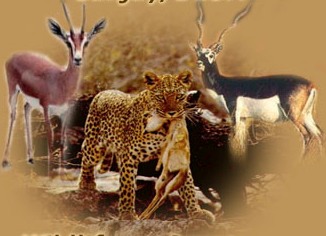 Madhya Pradesh sets up centre to curb wildlife crime