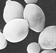 First synthetic cellulosome in yeast may improve production of renewable fuel