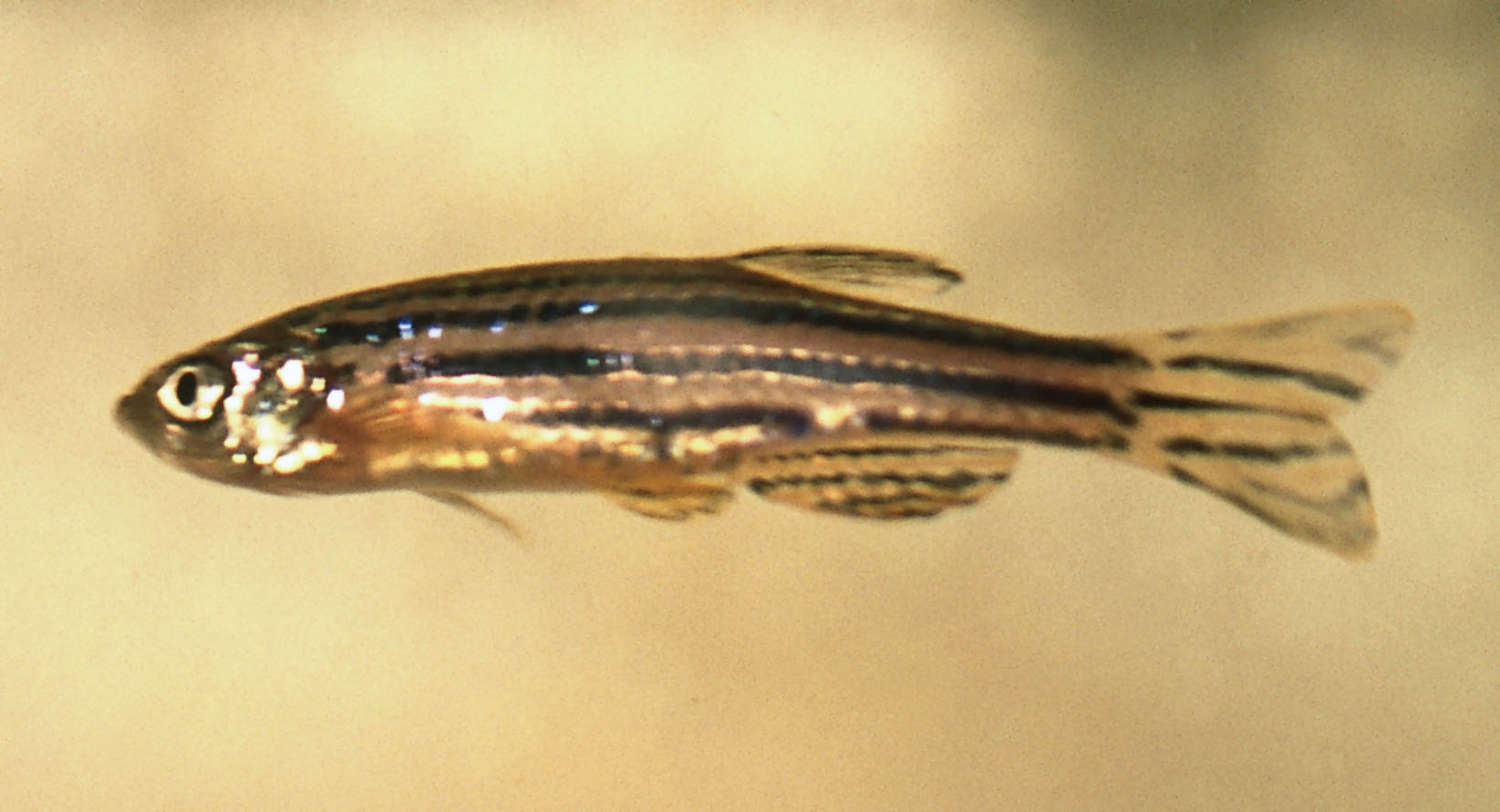 Scientists create transparent zebrafish