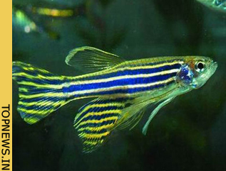 Indian scientists complete full genome sequencing of the striped ‘Zebra fish’ 